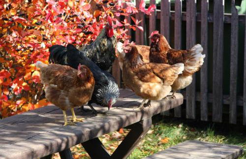 Aussermahrhof - familyfarm - Foto 37