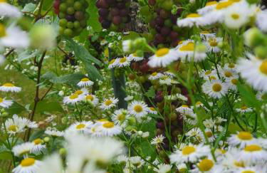 Weingut Will und Würz Lemberger - Foto 15