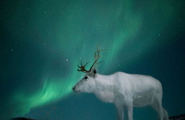 Découvrez l’histoire du peuple Sami et de ses rennes – Expérience d’une demi-journée - Photo 8