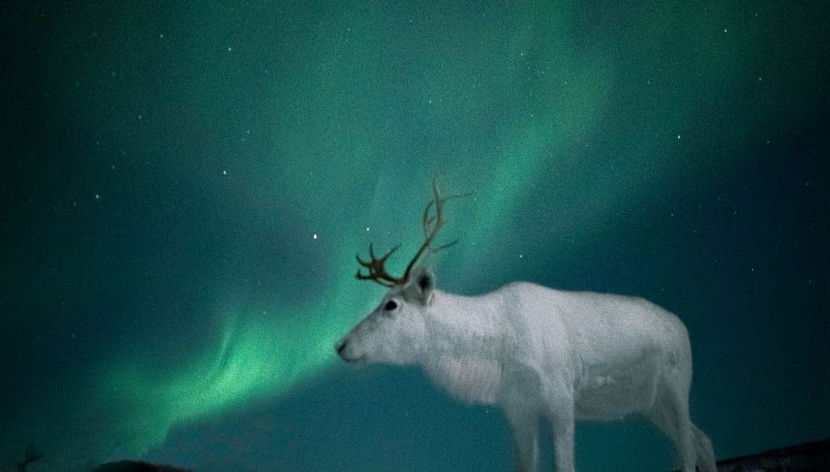 À la poursuite des aurores boréales - L'expérience polaire ultime - Photo 3
