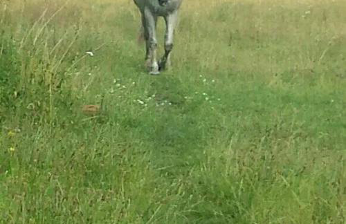 Agroturystyka Zaborski Sad - Foto 21