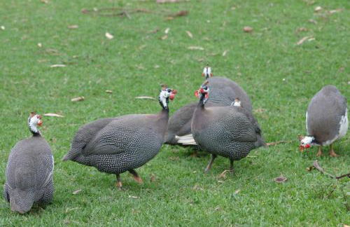 Hotel Fazenda Menino da Porteira - Foto 75