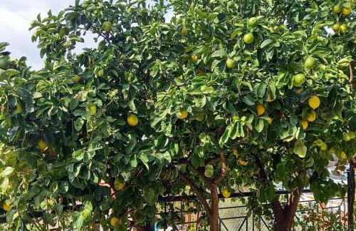 ΠΗΛΙΟ- ΤΟ ΕΞΟΧΙΚΟ ΤΗΣ ΑΝΝΑΣ- ΑΦΗΣΣΟΣ - Photo 38