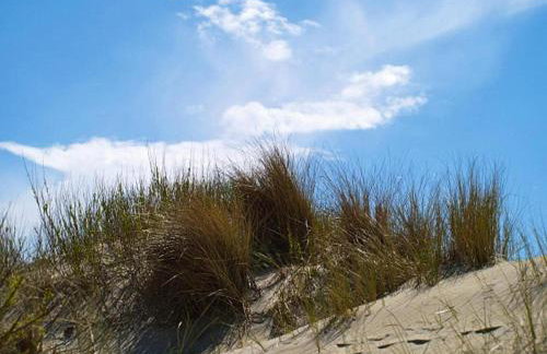 Semi-detached Houses, Oldsum auf Fohr - Foto 57