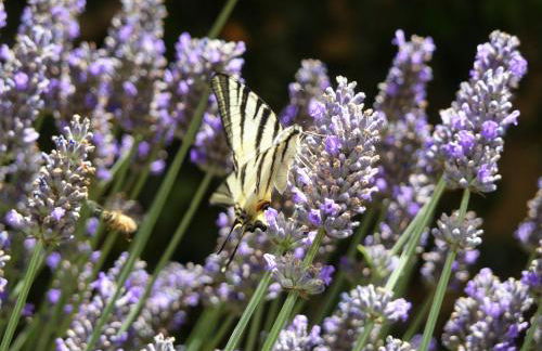 Podere Sant'Angelo - Foto 40