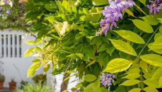 Aqueduct View House - Foto 2, Garden