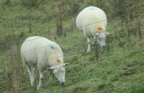 Danygraig Cottage - Foto 13