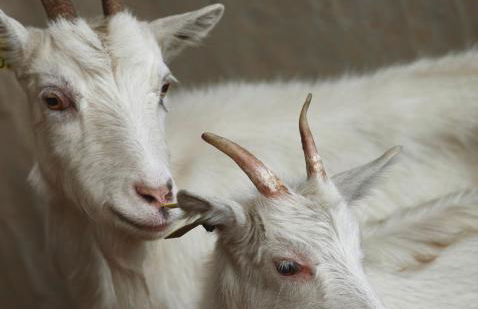 Ferme de Franqueville - Foto 44