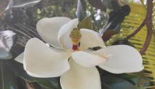 Entire home Private swim pool Quiet area - Foto 4