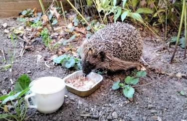 TheBackyard - Foto 29