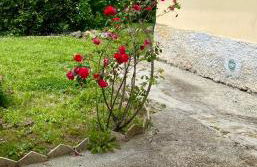 Pedali di Liguria - Foto 10