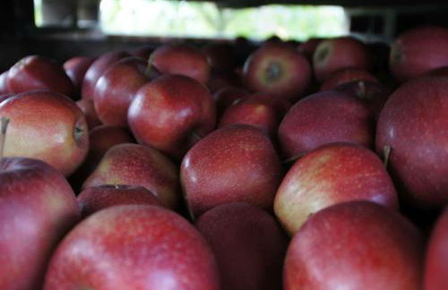 Ferien- und Obsthof Sonnenhalde - Foto 21