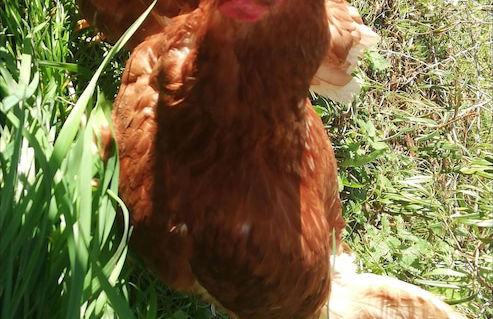 Kaiserhaus Harald Astner Ebbs Studio 1 - Foto 19