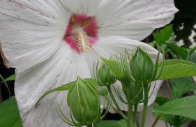 Sommerfrische - Foto 2