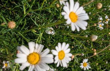 Badischer Neubau-Ruhe-Kunst-Natur - Foto 6