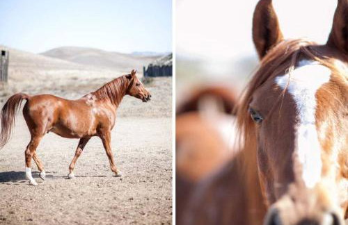 Antique Indonesian Teakwood Cottage for a Romantic Getaway in Petaluma, California - Foto 28