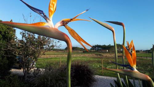 Quinta Samor - Foto 4, Garden