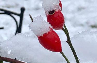 Auf der Heide - Ferienhaus für 6 Personen - Foto 9