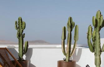 Canaryislandshost I Natural - Foto 30