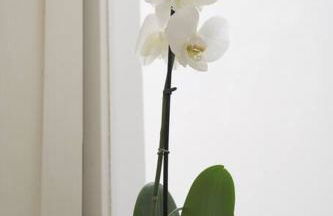 Gioberti Apartments - Foto 9