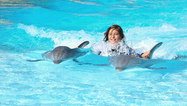 Zoomarine Emotions des dauphins - Expérience interactive - Photo 3