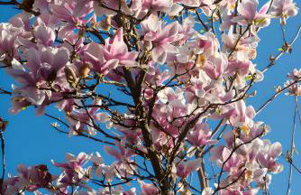 Villa Ferrari - Photo 41