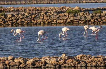 Vista de Flamencos - Foto 23
