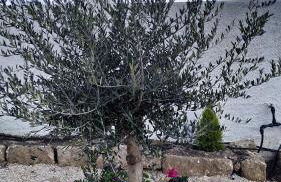 CASA CUEVA EL OLIVO - Foto 16