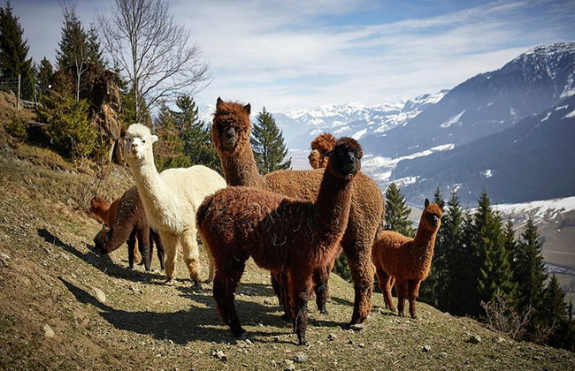 Beautiful Apartment in Westendorf With Sauna - Foto 39