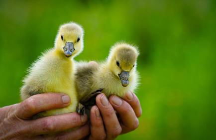 Arca dos Animais - Farming & SPA - Foto 21