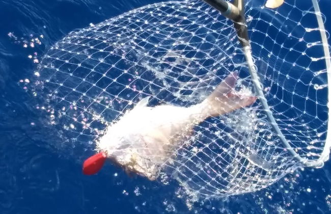 Seafront House Le Finestre Sul Mare With Balcony - Photo 12