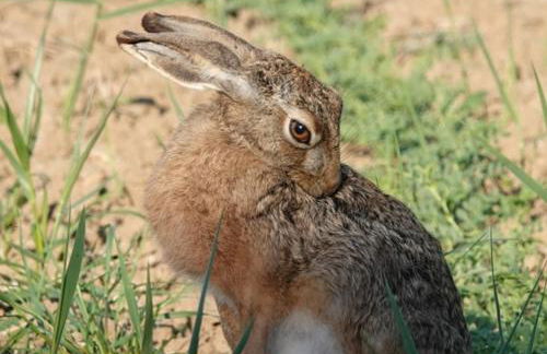 Bio Agriturismo Le Giunchiglie - Foto 28