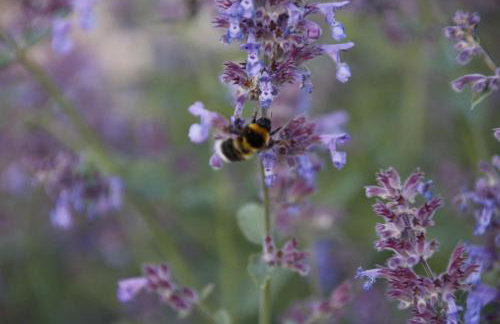 U Aptekarzy - Foto 29