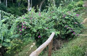 Chácara Recanto da Paz - Photo 13