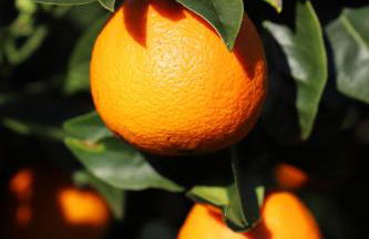 Casa do Quintalão - Foto 43