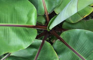 FINCA LA PLANTACIÓN _Agroturismo - Foto 40