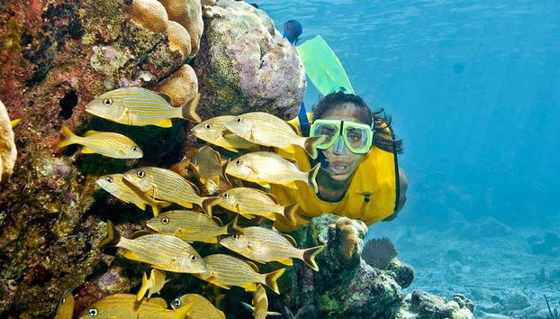 Incrível tour de snorkeling de dia inteiro para Cozumel Cielo Starfish Reef - Foto 3, Conheça a vida Marinha