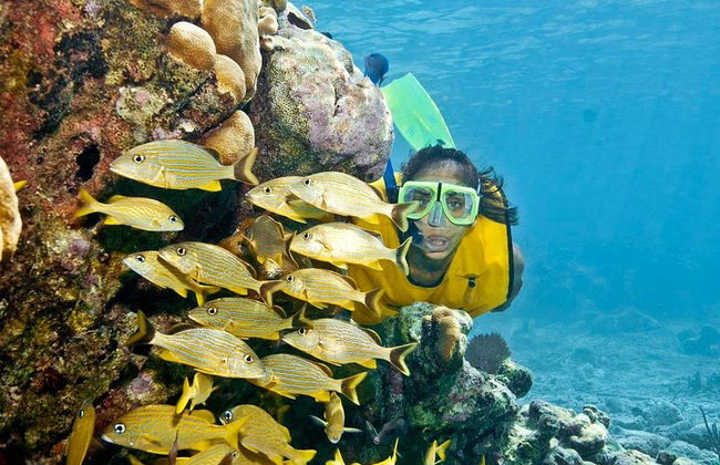 Incrível tour de snorkeling de dia inteiro para Cozumel Cielo Starfish Reef - Foto 3