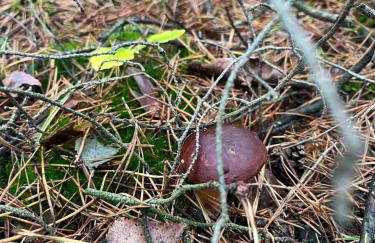 Brzozowe zacisze - Foto 50
