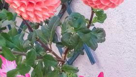 Apartments Kastelani - Foto 4, Garden view