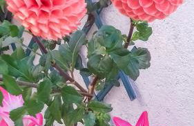 Apartments Kastelani - Photo 4