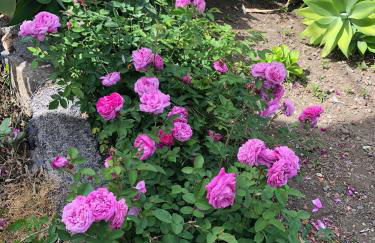 Casas Rurales Hermigua - Foto 35