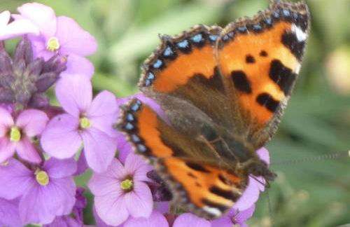 Little Maunditts Cottage - quiet location in charming Cotswold village - Foto 43