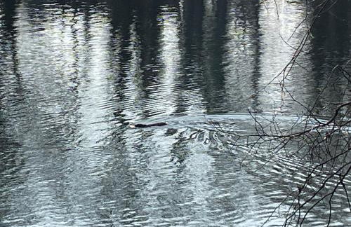 Meine schöne Ferienwohnung in der Nähe der Spree - Photo 29