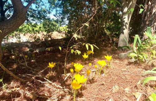 La maison aux oiseaux - Luberon - Foto 22