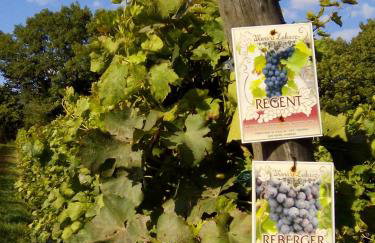 Dom Wakacyjny Quattro Niesulice - Foto 50