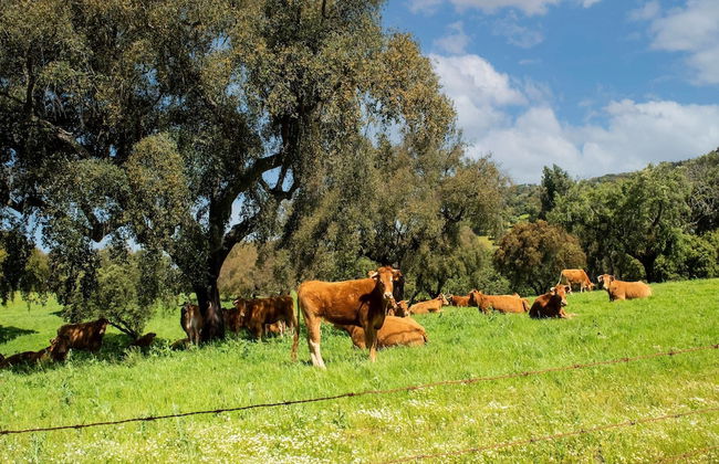 Rustic Alentejo Farmhouse With Pool - Foto 37