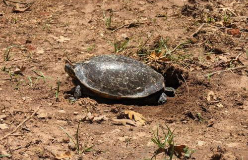 River Retreat Cabin - Living Water Farm - Foto 36