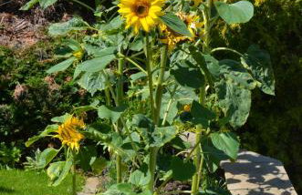 The Annexe - Photo 27