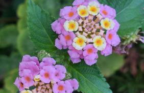 Dream Beloc House Lopud Island - Photo 44